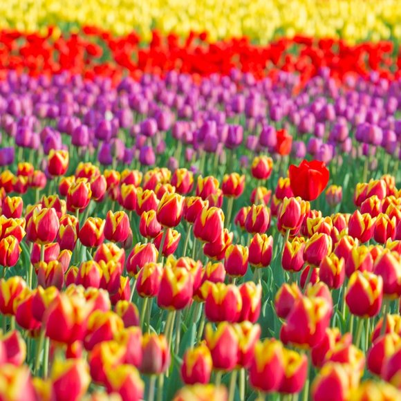 Meet your Posher, Jean - Picture 1 of 1